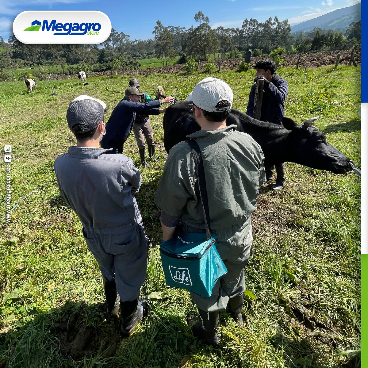 megagrostore's tweet photo. Realizamos un proceso de desparasitación, vitaminización y vacunación con productos LIFE en la comunidad de pequeños productores en el sector de Aloag junto a LIFE Salud Animal y los alumnos de Veterinaria de la Universidad San Francisco de Quito. 

#ganado #LIFE #MegagroJuntoATí https://t.co/kOKItIZp1v