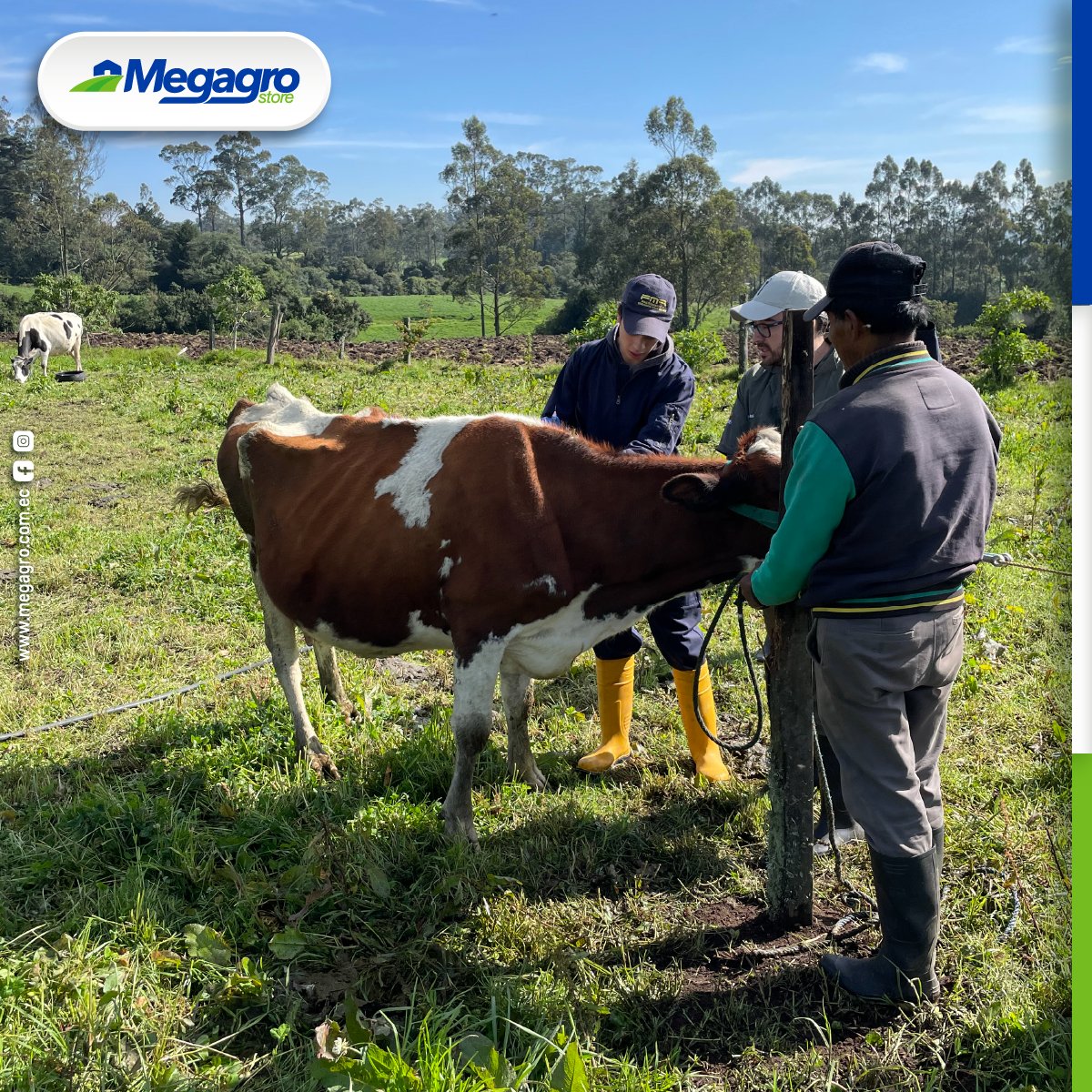 megagrostore's tweet photo. Realizamos un proceso de desparasitación, vitaminización y vacunación con productos LIFE en la comunidad de pequeños productores en el sector de Aloag junto a LIFE Salud Animal y los alumnos de Veterinaria de la Universidad San Francisco de Quito. 

#ganado #LIFE #MegagroJuntoATí https://t.co/kOKItIZp1v