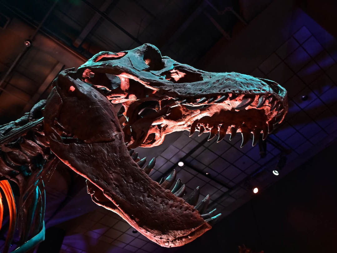 The GPS Office hosted its annual “Night at the Museum” graduate student recruitment event at the Houston Museum of Natural Science to introduce prospective students to future classmates, graduate programs and student organizations.

Read more here: ow.ly/KsK050N5k8K