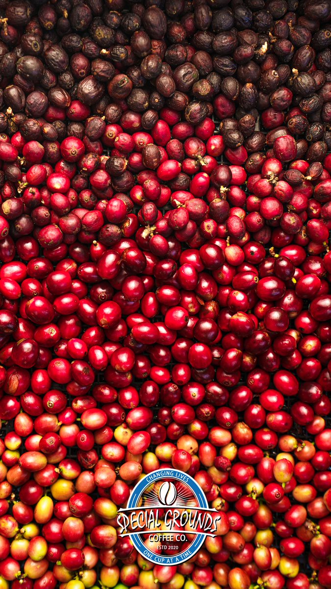 SpecialGrounds's tweet photo. Before roasting, green coffee beans are soft, with little to no taste. The coffee roasting process transforms these raw beans into the distinctively aromatic, flavorful, crunchy beans that we recognize as coffee. #wallpaperwednesday #hopebrewshere #coffee https://t.co/PVjgViZqKK