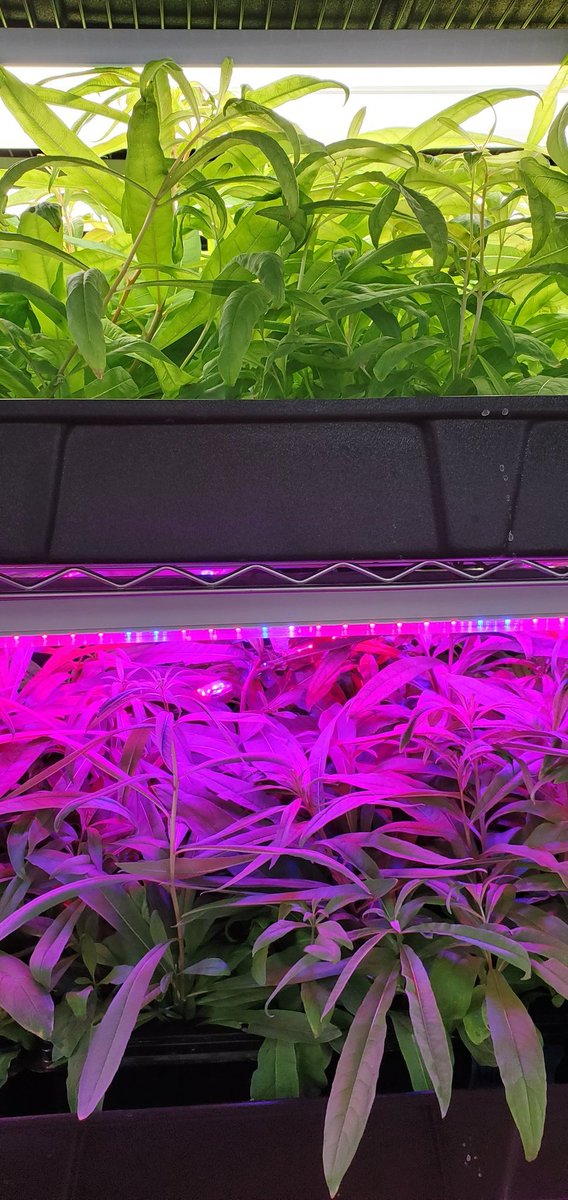 SpaceFarmingSFI's tweet photo. Success In February!! Arctic #harvest. These were grown in an #AcidicBiostrate in both blue and red light spectrums in #soilless growing systems. #Flavor changes in all varieties are evident in first bite red vs blue. #Sourdock #Purslane #WildAsparagus https://t.co/5p9TMIe3sp