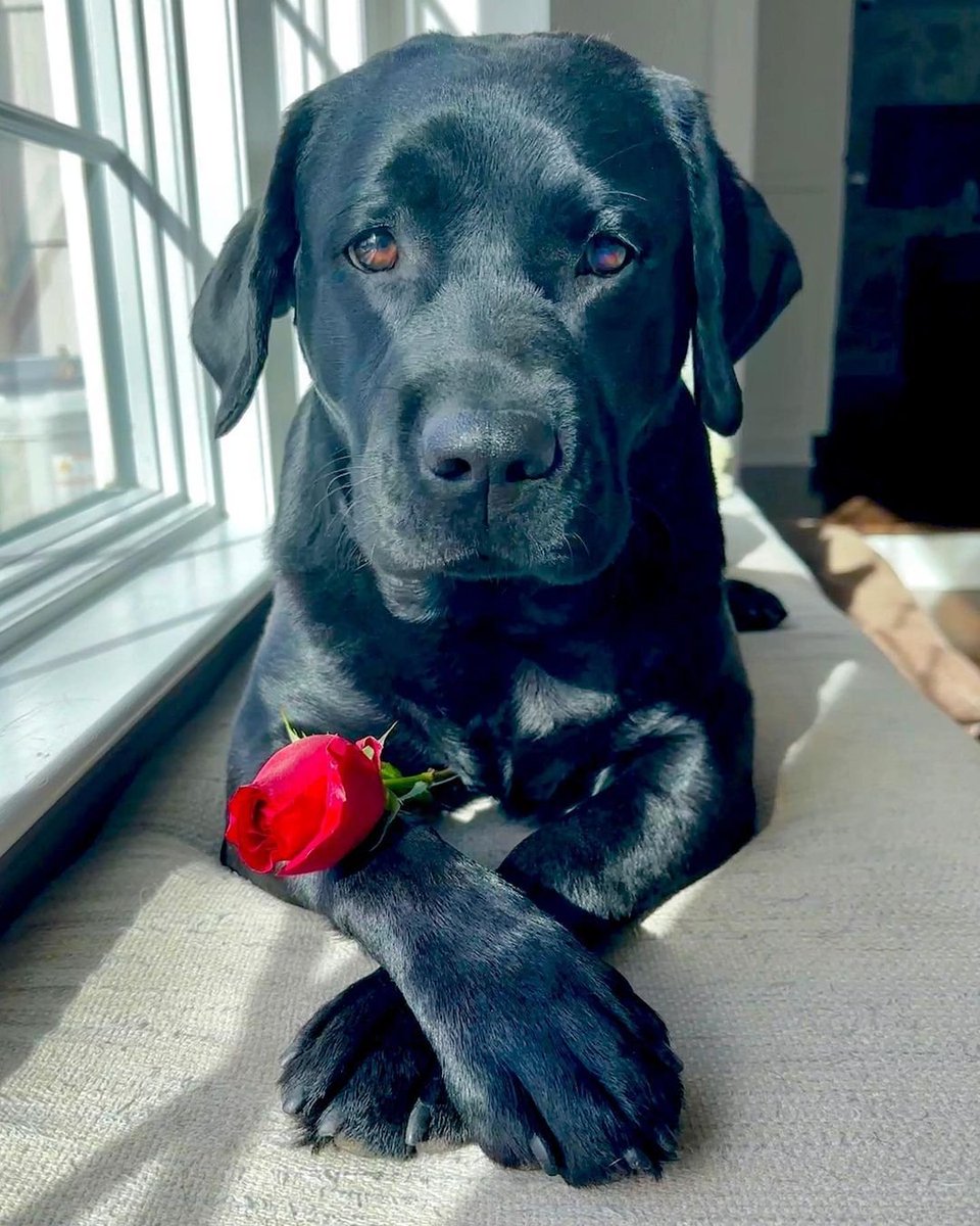 🐶Dog🐕 tweet media