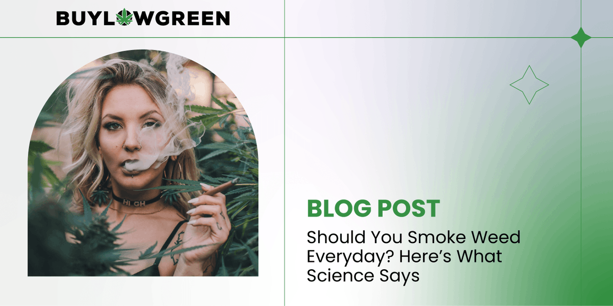 buylowgreen's tweet photo. Curious about the effects of smoking weed every day? ๐ค๐ฟ๐จ Dive into the science behind it with our latest article! ๐๐
https://t.co/0F7z6hkTWa
#cannabis #cannabiscommunity #weedeffects #weedsmokers #weedsmokers #marijuana #stonerfam #stoners https://t.co/dMQtAwcYx1