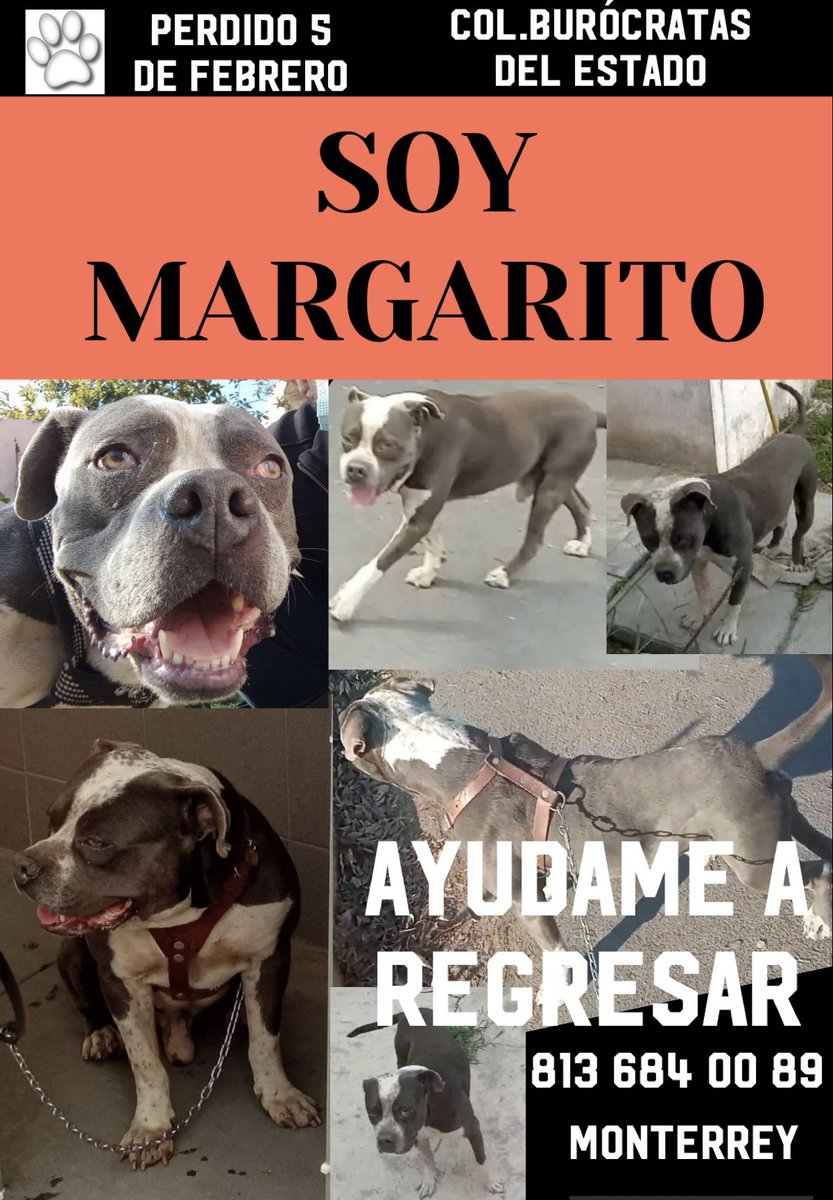 Hieenna's tweet photo. @MtyPerros favor de difundir 
BUSCAMOS S MARGARITO https://t.co/TuOVOMKpbV