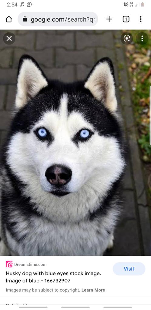 Priceless.Its not even my dogg😄