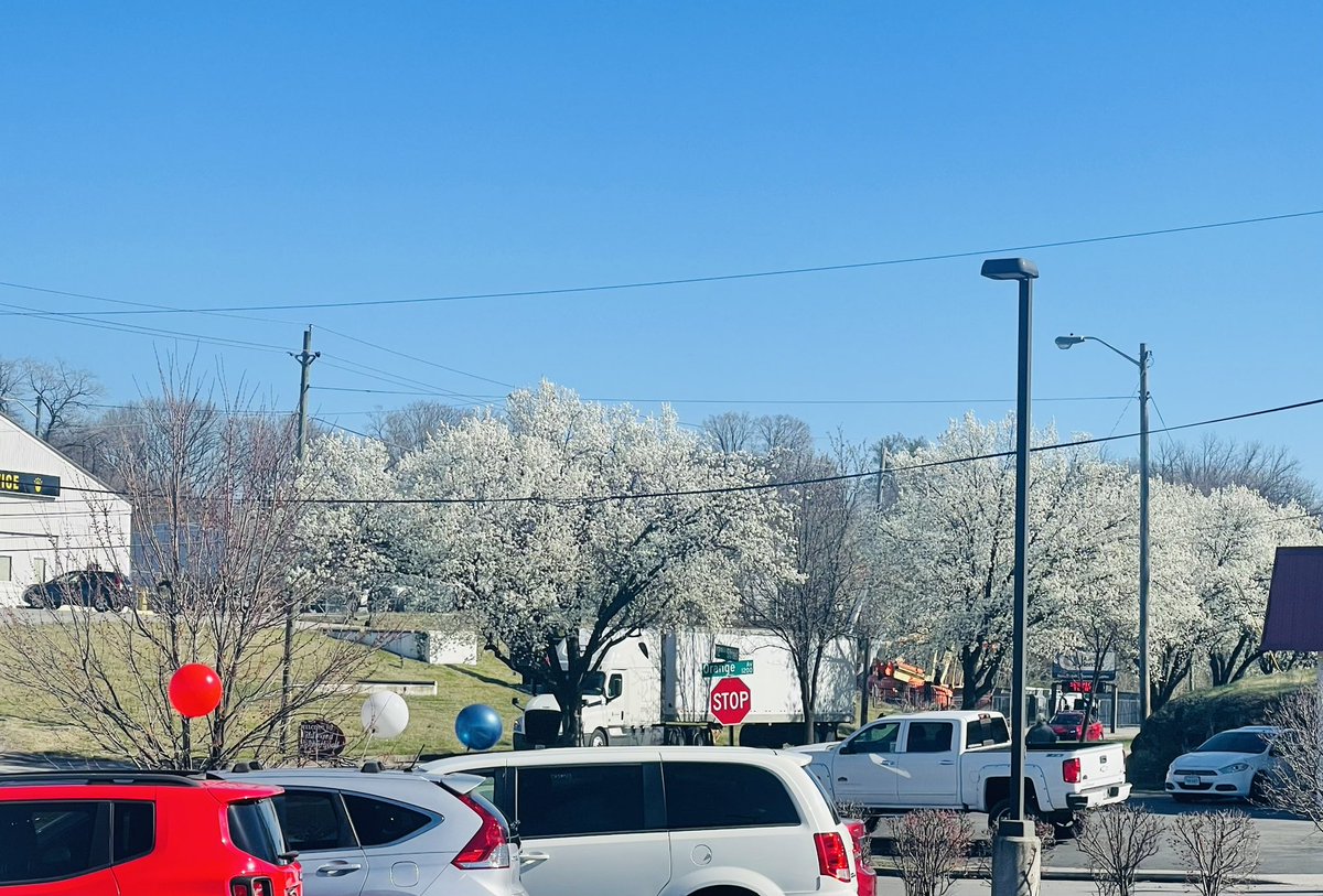 Debmitch63's tweet image. Trees blooming #springinvirginia