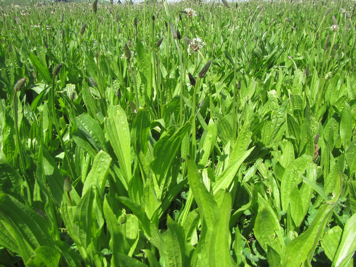 Some exciting investment into greenhouse gas mitigation research announced today by <a href="/DamienOConnorMP/">Damien O'Connor</a> that includes $200k for research on the effect plantain has on nitrous oxide emissions, led by our own scientist Priscila Simon, working alongside <a href="/MasseyUni/">Massey University</a>   .....   /2