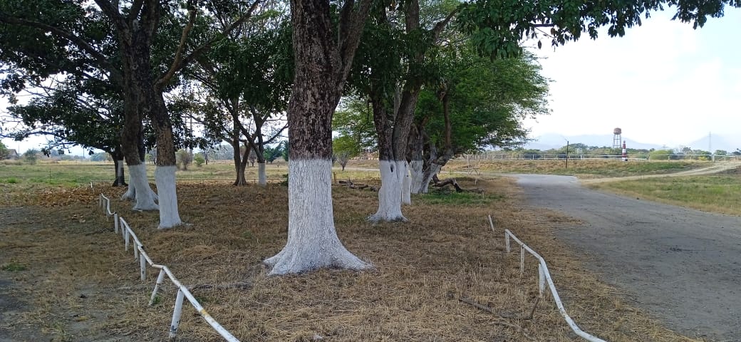 Siguen los cambios en el hipódromo de valencia, ya se están pintando las tribunas y la limpieza y pintura de los arboles empezó con buen animo y unión...