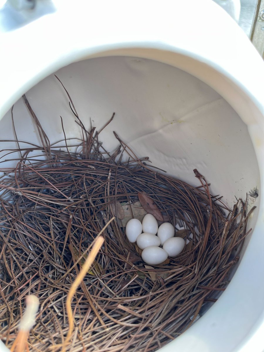 Well, OK. I guess the #purplemartin field season starts now then 😳 That’s 3 weeks earlier than last year! Here we go!! @PMCAErie #UCFpuma #UCFbiology #ColbyBiology