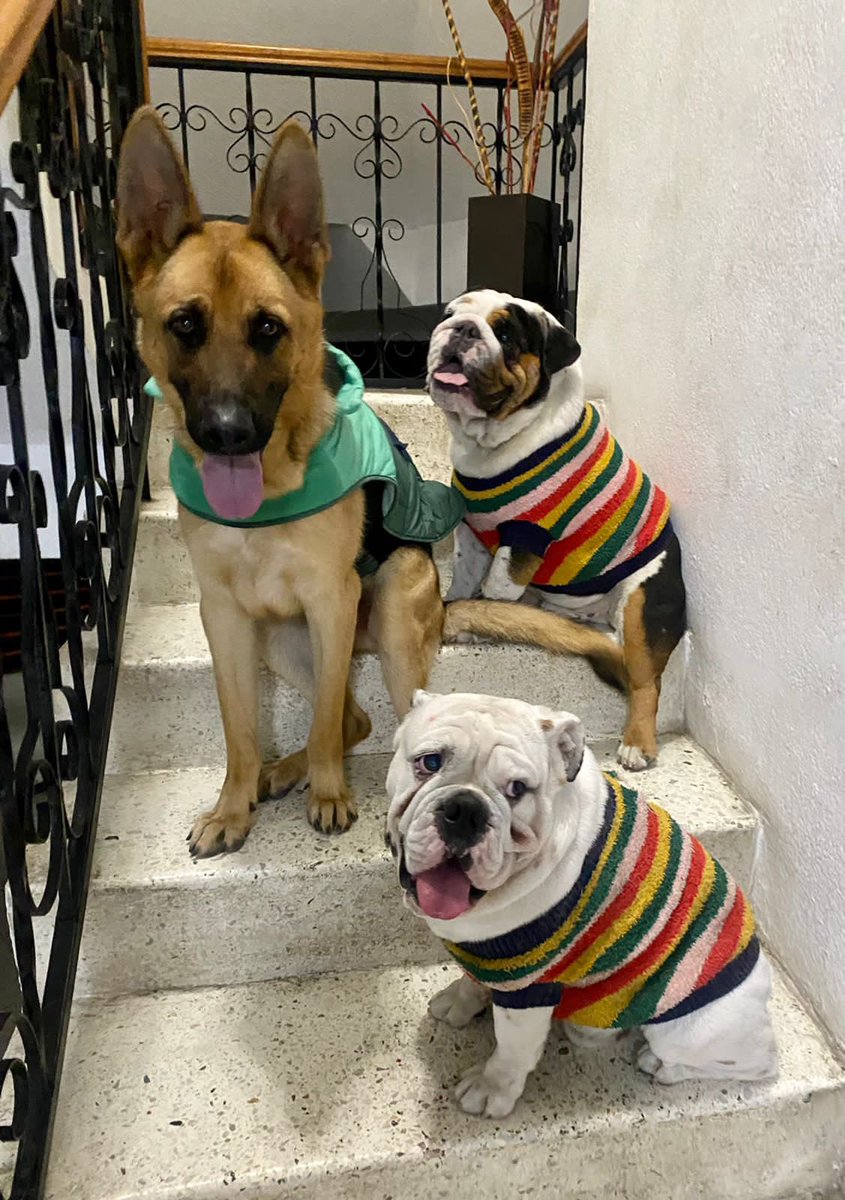 citlaolaya's tweet photo. @FavioCalderon Doky , Gyro y Teo 🐾🐾🐾🫶🏽 https://t.co/yK47D1Acn1