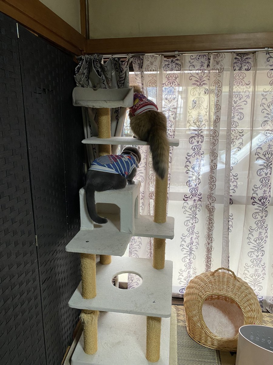 CybernetHisame's tweet image. おはようございます😃
朝の見回り点検ニャノ✨😸🐱✨
3月🌸年度末ですね。
今月も頑張ろう！！😊✨
#猫のいる暮らし #ブリテッシュショートヘア #サイベリアン #外のスズメにご挨拶 #癒し猫