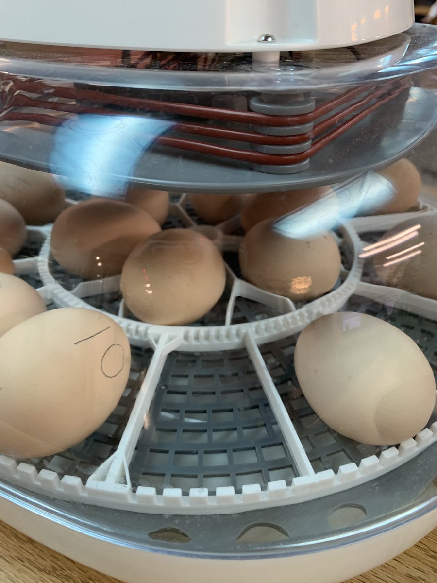 carolynvibbert's tweet photo. Day 0 has been a success! Eggs went into incubators throughout the day. There are 14 of them in our building holding 155 eggs. #PWCSHatch https://t.co/djzZ2vyCm4