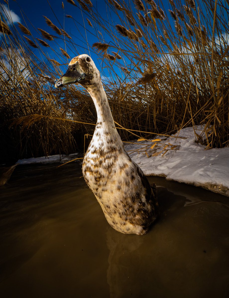 DashDucks.tv tweet media