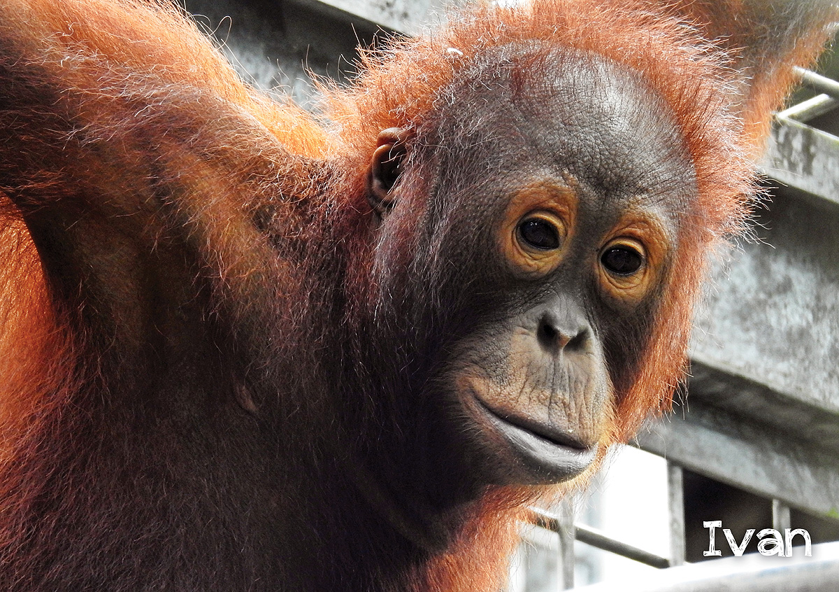 redapes's tweet photo. Beautiful Ingrid was rescued as a child and went through many years of rehabilitation to learn how to be an orangutan. Her son Ivan was born while she was semi-wild. They are now living 100% wild and free! https://t.co/ERnj2j4jgv