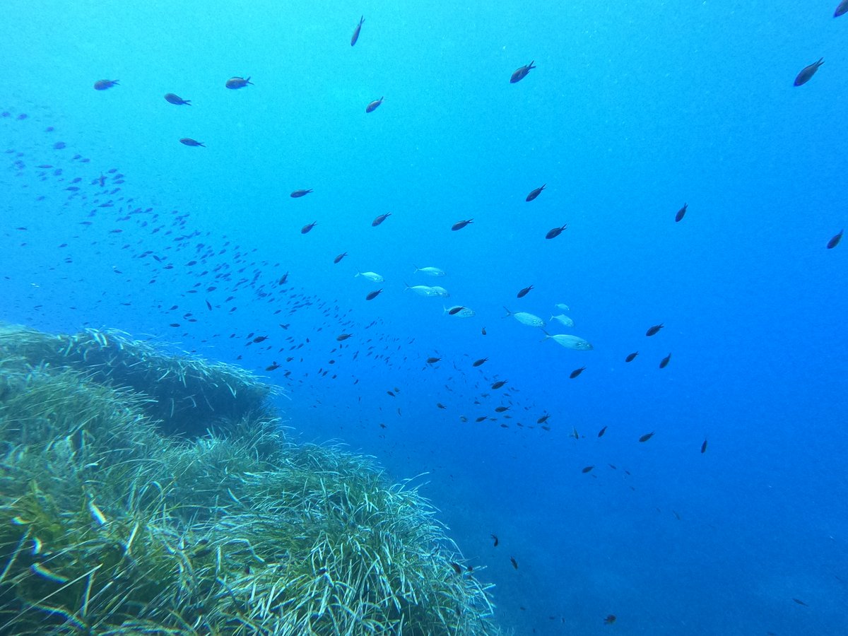 It’s #WorldSeagrassDay!🌊🌱 🌱 Seagrass is found around the globe, from the tropics to the colder temperate and arctic regions. It supports high biodiversity, removes carbon from our atmosphere and can help protect our shorelines from erosion.