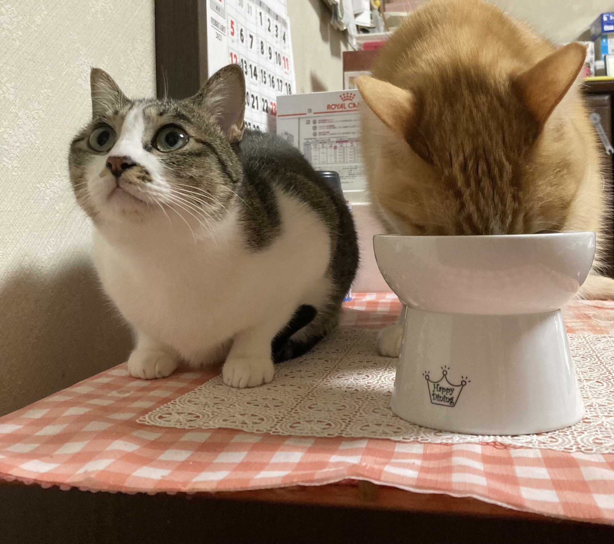 猫と四つ葉のクローバー🍀 (@4clover_cats) / Twitter 猫と四つ葉のクローバー🍀 (@4clover_cats) / Twitter