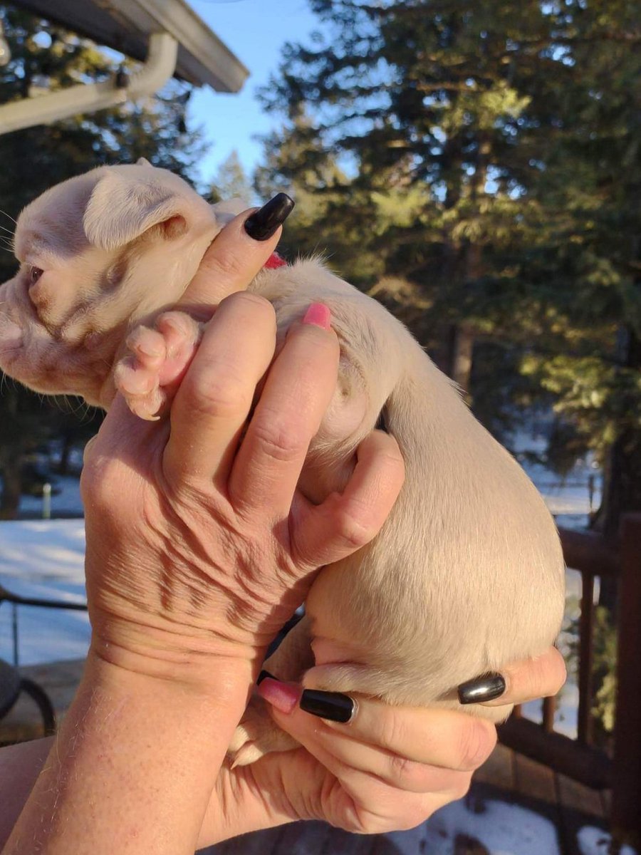 markalufigus's tweet image. Female Frenchbulldog - Full pink, 2x Rojo, 1x Blue, 1x Cocoa, 1x fluffy, 1x brindle - Ready for a new home in 3 weeks. 

The only one in the world. She starts at 125 - thousand. 
#frenchbulldog #pinkdog #raredogs #BreedersCup