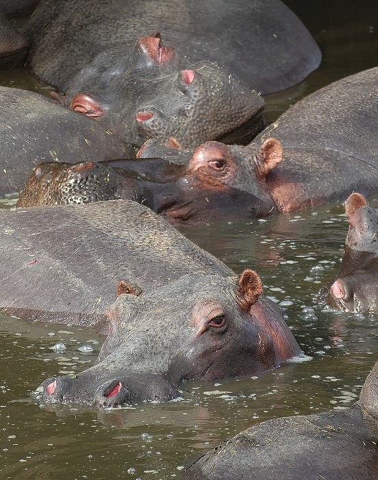 cascoly-images.com/tanzania-seren…

fineartamerica.com/featured/hippo…

 Hippopotamus spend most of the day in water,
#BuyIntoArt #AYearForArt #Art #ArtMatters   
#SpringIntoArt 
  #photoMonday  #africanWildlife

 #africa #animalArt #wildlifePhotography #wildlifeArt #NaturePhotograph