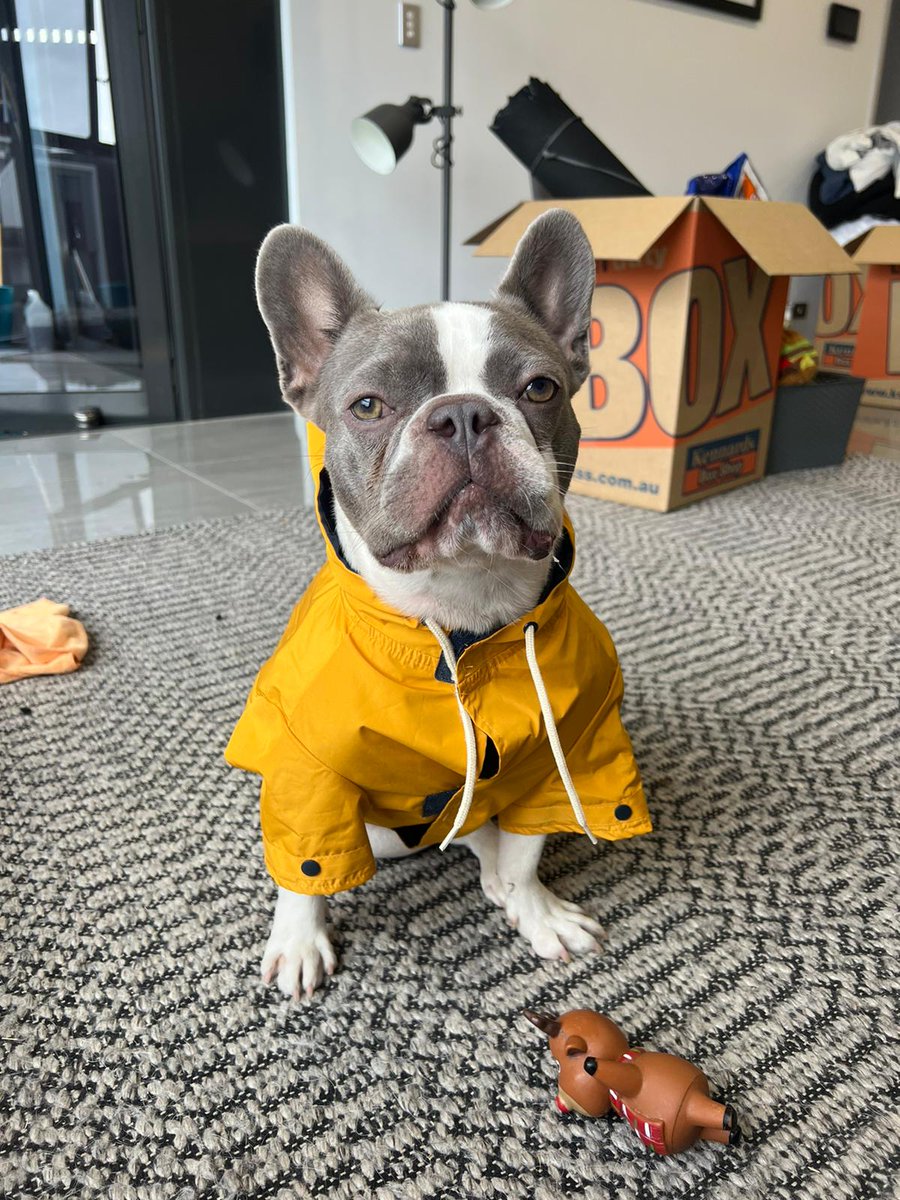 Maui in his new coat🤭