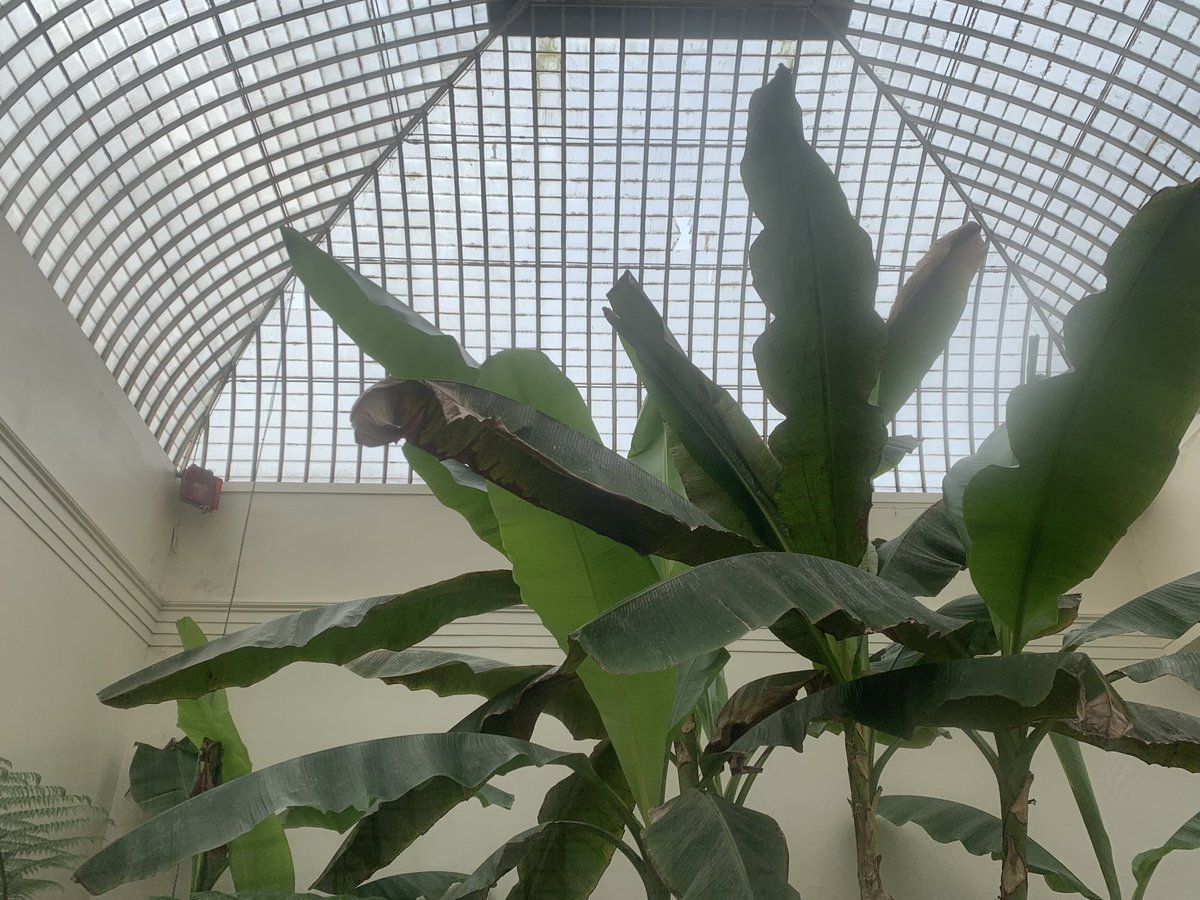 Love a good glass house - this is lesser known Sheffield Botanical Gardens managing to shine under grey sky