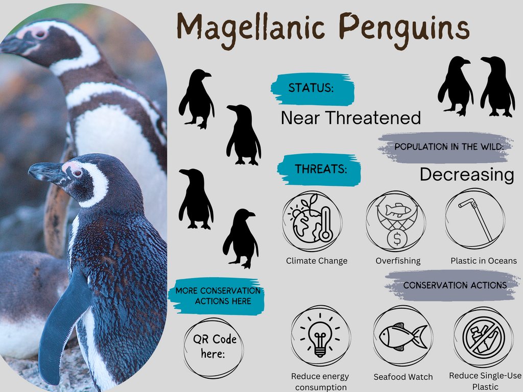 potterparkzoo's tweet image. We're looking to spark your interest in our new conservation education station design. We want to know your opinion and hear what you think about our infographics! Which one of these would inspire you the most to approach the education station? Let us know your thoughts!