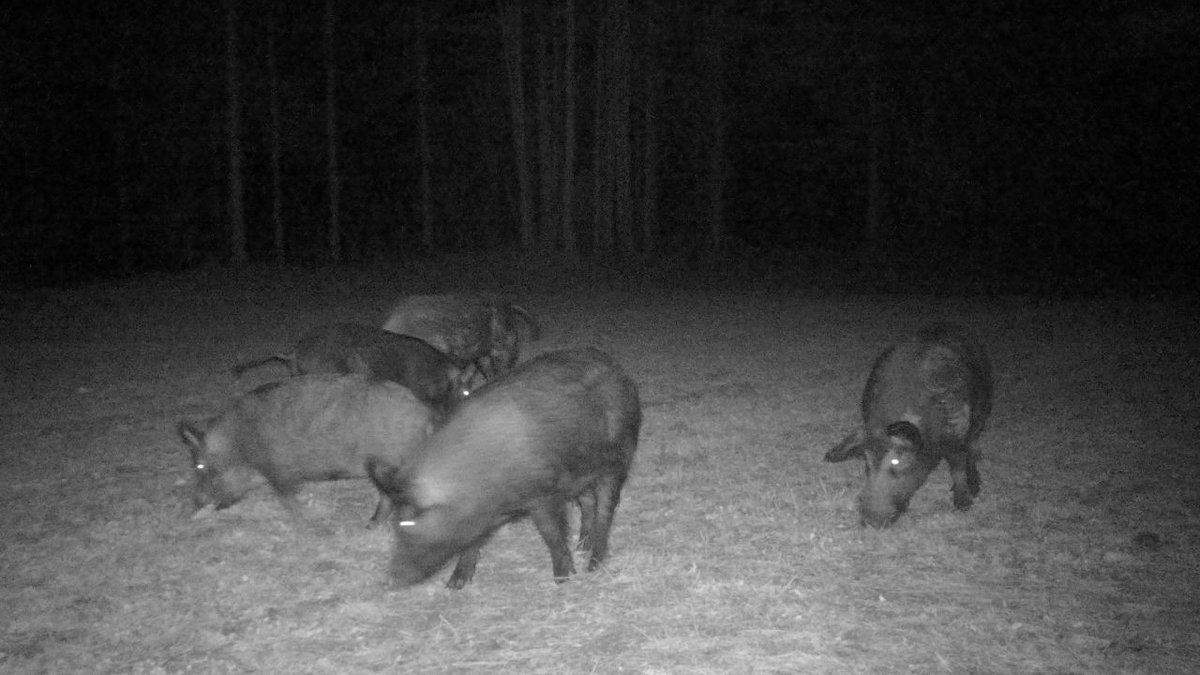 MnagemtAdvntge's tweet photo. bull_creek_outdoors engage! #trapping #hogtrapping #gamechanger https://t.co/jTAj6w8cpp