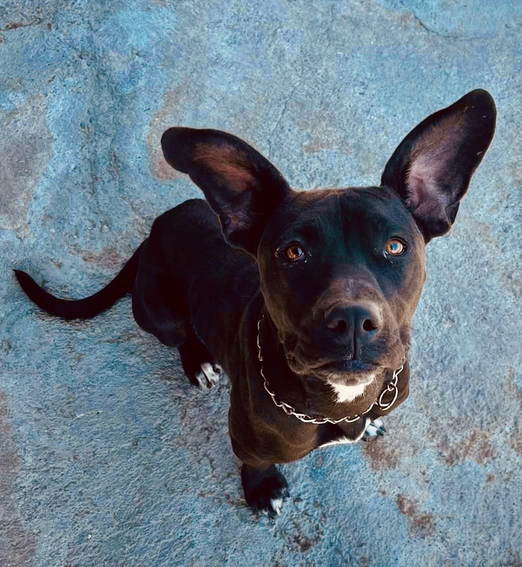 ¡Que hermoso! 🐾 This is Erick. He’s 9 months old and a very sweet and cheerful boy! He’s being lovingly taken care of by @adopta_un_amigo_para_siempre and looking for his fur-ever family. Contact them now to adopt this adorable pup! 😍 #adoptdontshop #rescuedog