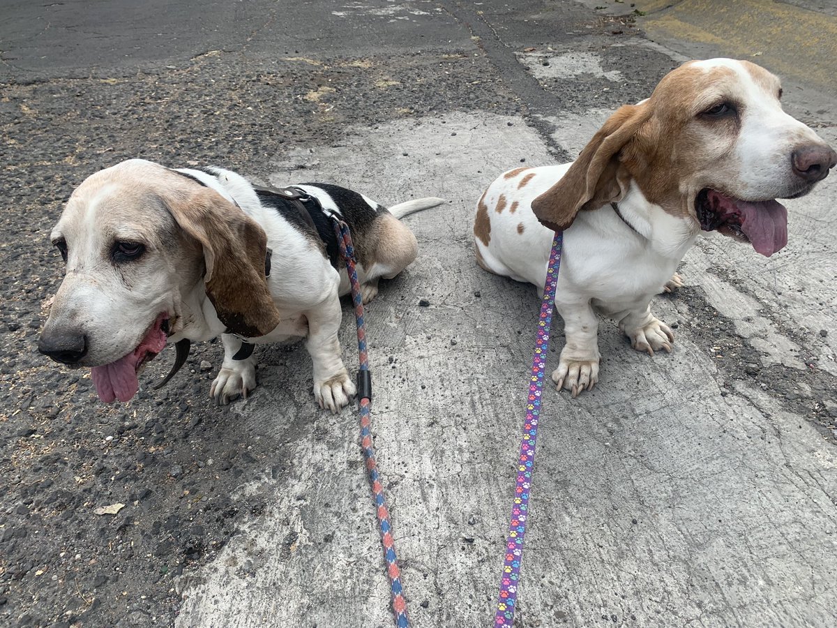 bkkggrl's tweet photo. Perros sudando la cola 😜
Lucas siendo un Lucas que no se quiere meter
Ciro bonito #perracotime #sesudolacola https://t.co/zVPa6TQGl9