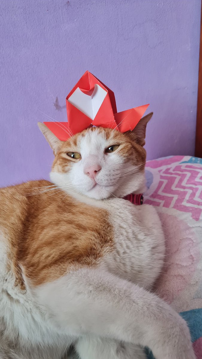 pglucosa's tweet photo. @literallymecats https://t.co/XbHw10pLR4