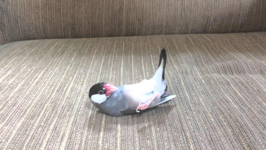 toricagoNET's tweet photo. 【バックナンバー】 ニギコロ文鳥レベル100！床に置かれてもコロンとしたまま！  https://t.co/CDuNGYiJJt https://t.co/F89p0NbHB9
