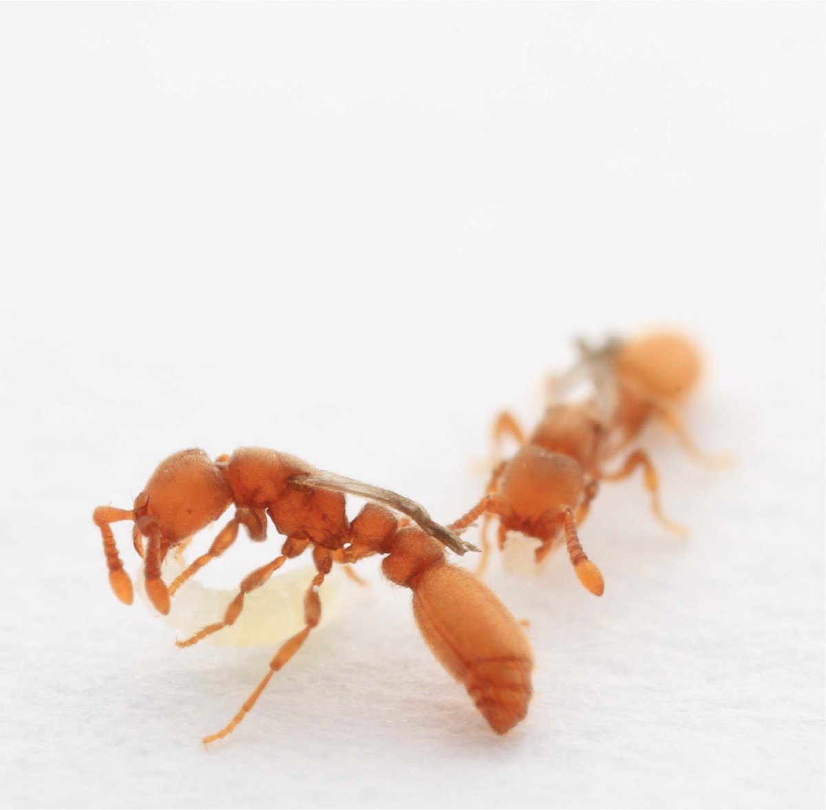Hey friends, today our 7-year queen-like mutant project is out in Current Biology. These mutant raider ants show the core traits of parasitic ant species, but arose in a laboratory stock just a handful of generations before we discovered them -- probably due to a mutant supergene
