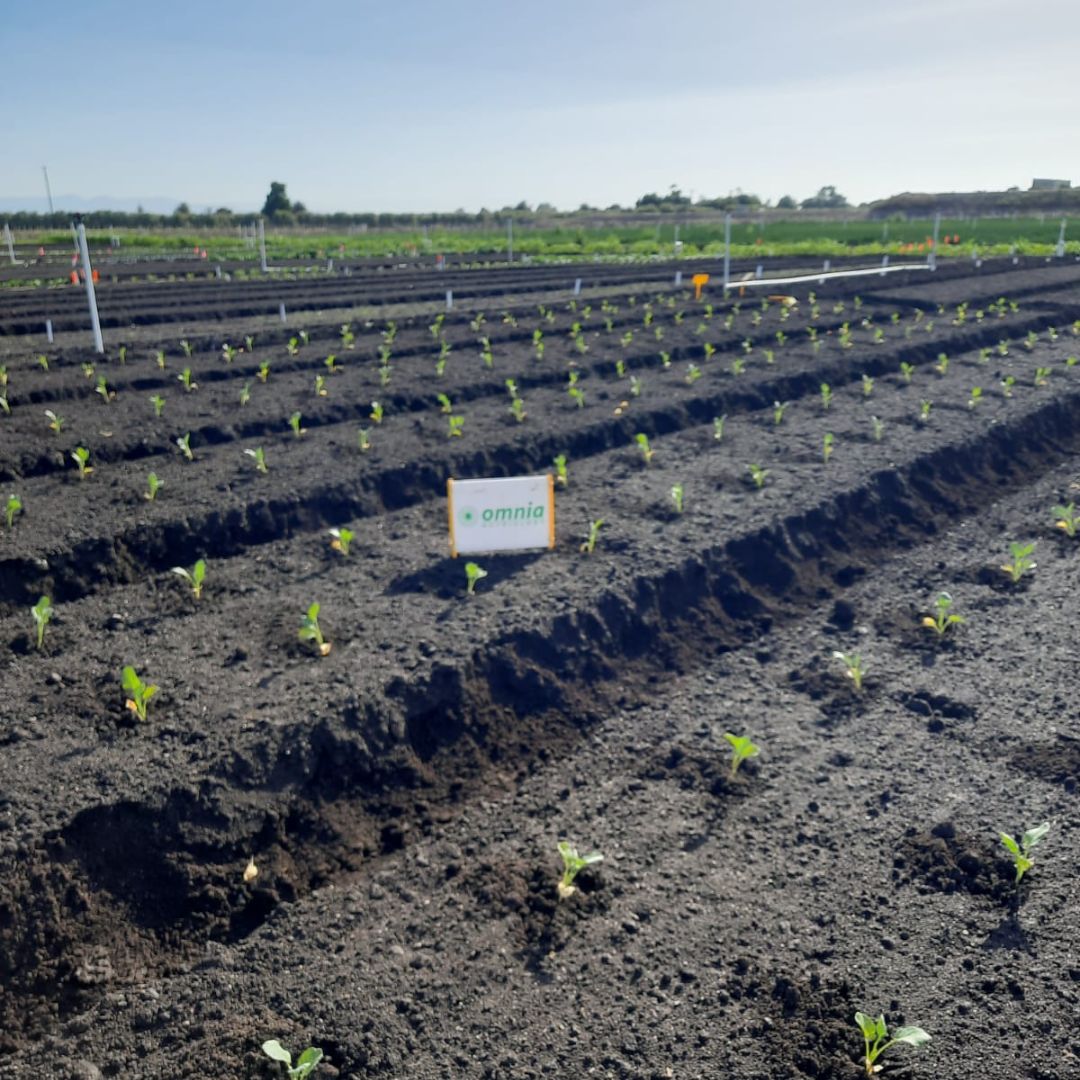 Omnia Specialities (@omniaaustralia) on Twitter photo The #OmniaAustralia team is getting ready for the Victorian #Vegetable Innovation Days!
🥦 We’re planting 500+ #broccoli #seedlings with #Rhizovator for a #MegaKelP trial.
Will you be there in April to see how they’ve grown?
<a href="/VicVID23/">Victorian Vegetable Innovation Days</a> #Omnia #thescienceofgrowing #horticulture The #OmniaAustralia team is getting ready for the Victorian #Vegetable Innovation Days!
🥦 We’re planting 500+ #broccoli #seedlings with #Rhizovator for a #MegaKelP trial.
Will you be there in April to see how they’ve grown?
<a href="/VicVID23/">Victorian Vegetable Innovation Days</a> #Omnia #thescienceofgrowing #horticulture