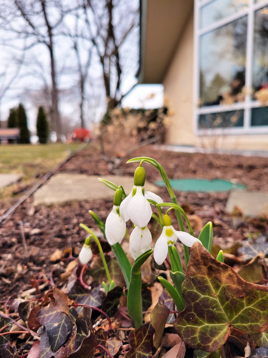 WinnLib's tweet image. We&apos;re starting to see beautiful snowdrops blossoming outside the Winnetka Library 🌱

#WNPLD #WinnetkaLibrary #Gardening