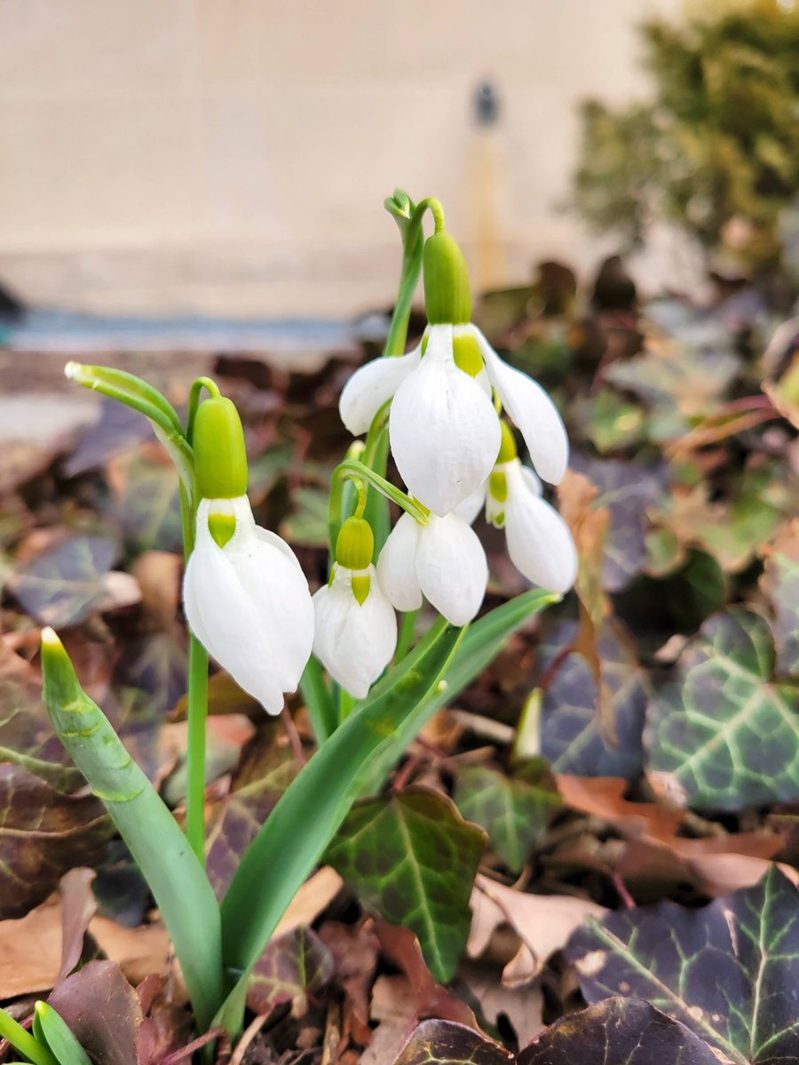 WinnLib's tweet image. We&apos;re starting to see beautiful snowdrops blossoming outside the Winnetka Library 🌱

#WNPLD #WinnetkaLibrary #Gardening