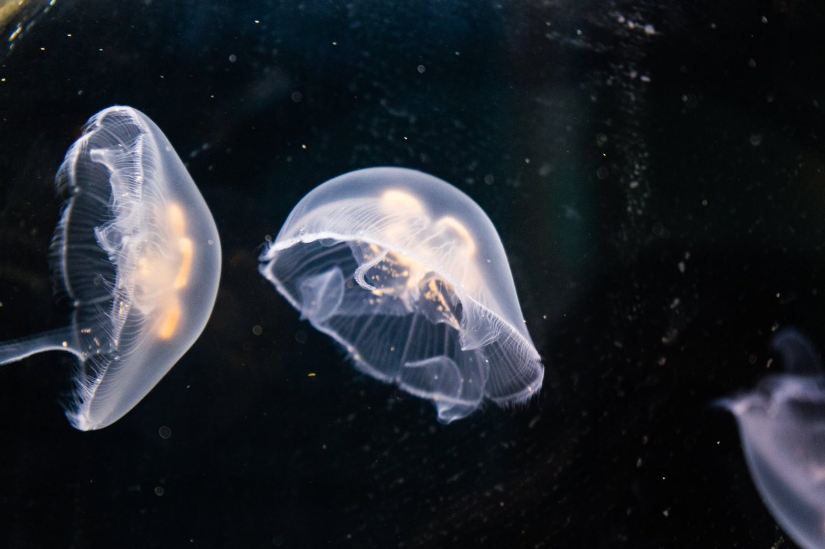 フワフワ綺麗だった