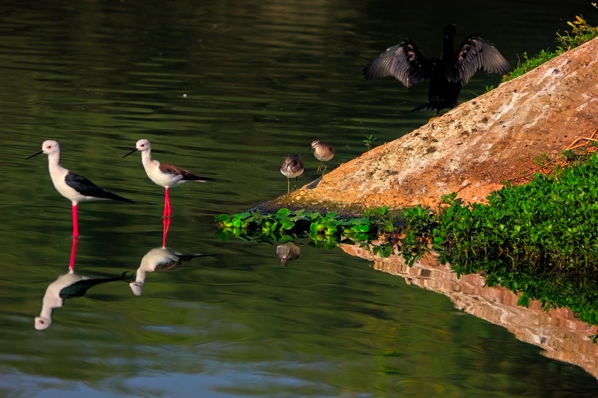 Three of them than two. Black winged stilts, sandpiper and Cormorant

Jakkur lake, #Bengaluru 

#two2tango #indiaves #ThePhotoHour #BirdsOfTwitter #BirdsSeenIn2023