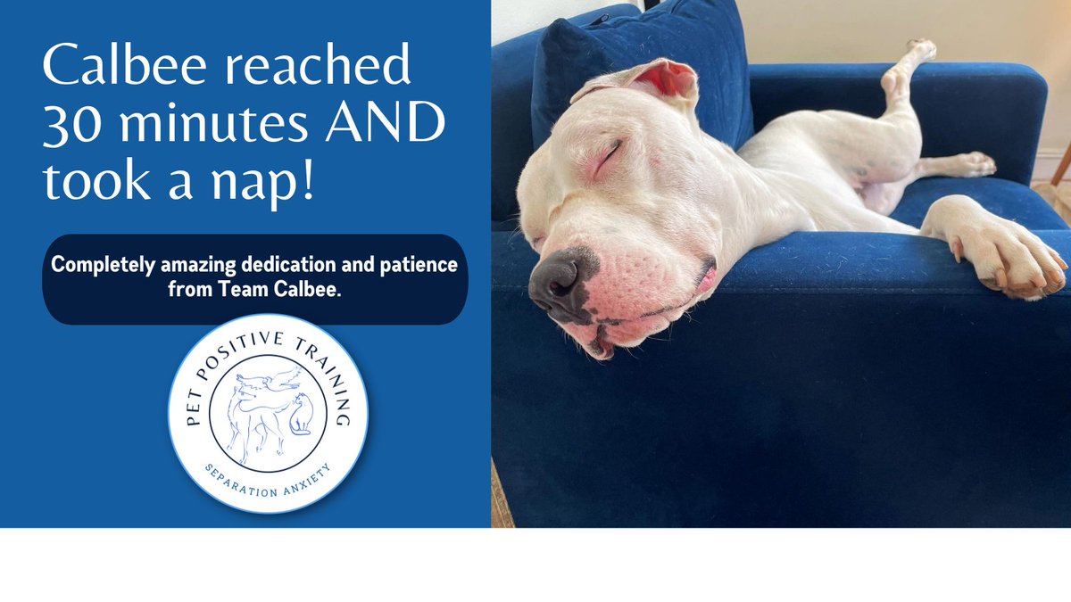 PetPositiveTra9's tweet photo. Incredible jump in time from sweet #deafdog #pibble Calbee. #separationanxietydog #dogsoftwitter #CSAT https://t.co/Py6Potamcs