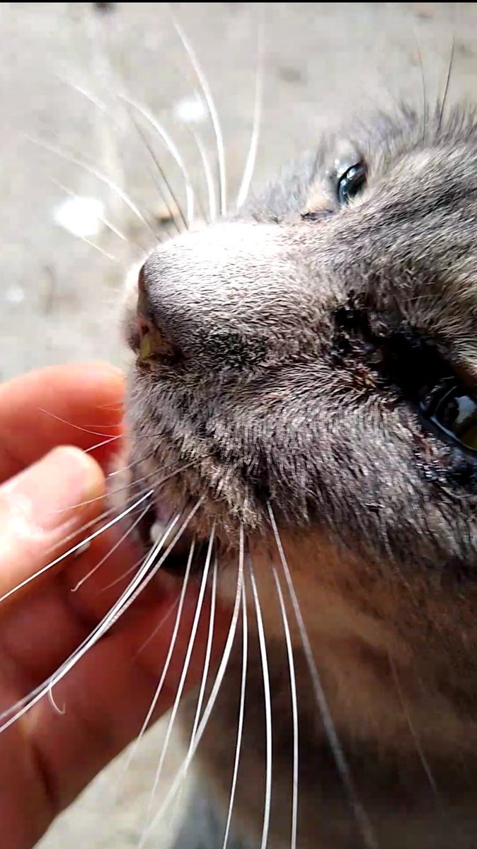 ,
  ∧( ∧
   (c*○ヮ○)うひひひひ❤(仕事中)
  (つ🗞J
⊂し ⌒J  🐈)) 