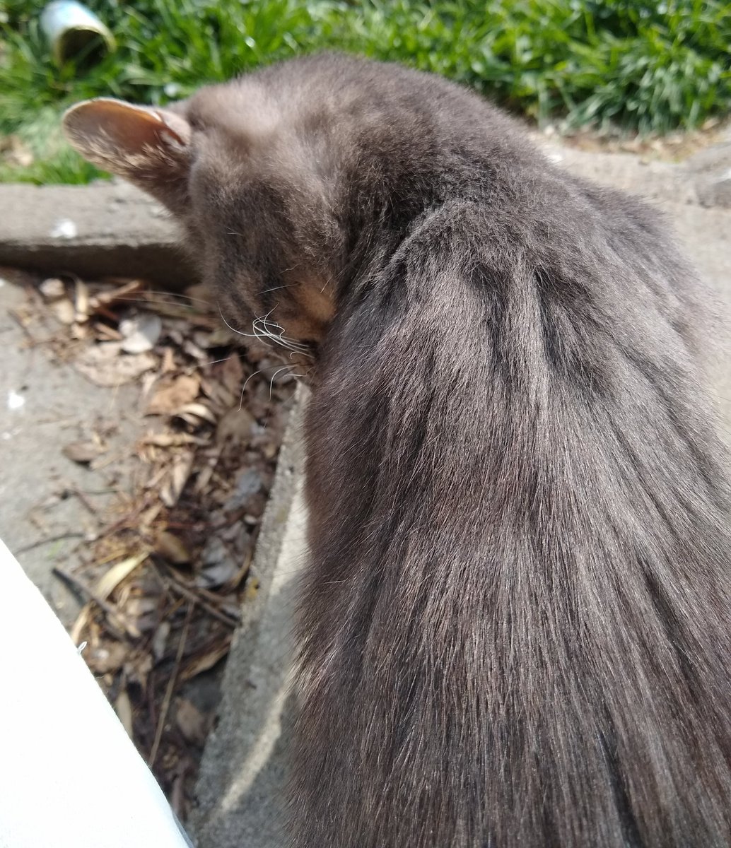 ,
  ∧( ∧
   (c*○ヮ○)うひひひひ❤(仕事中)
  (つ🗞J
⊂し ⌒J  🐈)) 