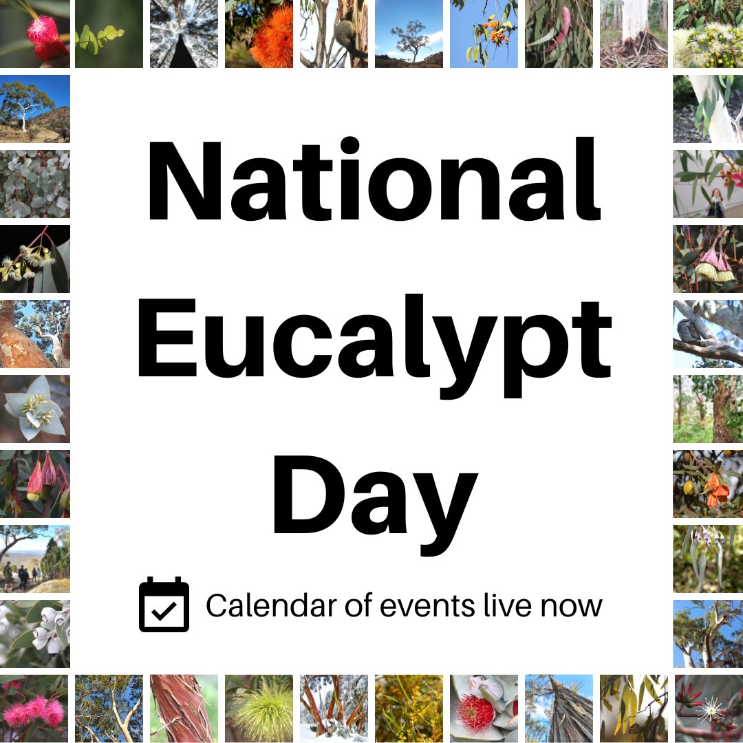 What's on in March for #NationalEucalyptDay?

Our national calendar of events is growing daily, with walks, talks, exhibitions and workshops for all ages!

Celebrate the 10th National Eucalypt Day with an event near you, or online: eucalyptaustralia.org.au/events/