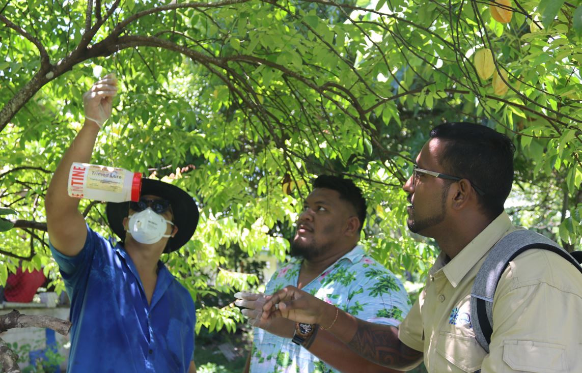#PacificAgriculture 🌱  | SPC's #Biosecurity team carried out surveillance, capacity-building and training in Samoa 🇼🇸   aimed at protecting the country against the emergence of #invasivepests and diseases.  #SAFEPACIFIC 🤝 @EUPasifika 

👉 bit.ly/3SETSNN