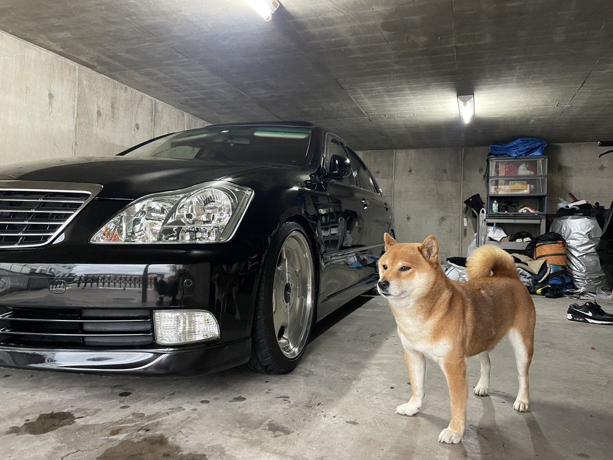 最近なにもツイートしてなかったので
愛車と愛犬を投稿します！

めちゃくちゃカメラ意識できる愛犬です
愛車と愛犬　最高のツーショット📸

#クラウン　#GRS182  #ロイヤルサルーンG
#柴犬　#愛犬　#犬のいる幸せ  #犬