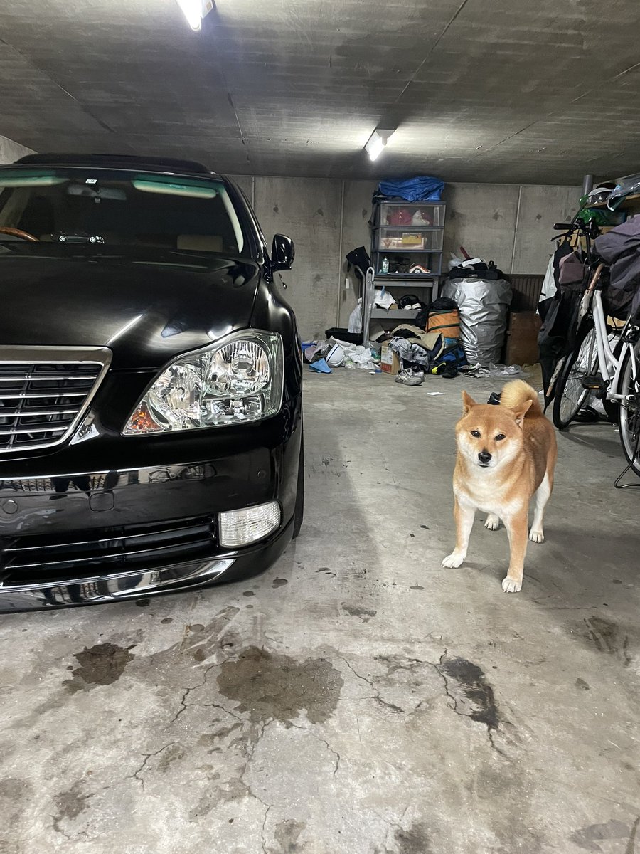 _jkun_1015's tweet photo. 最近なにもツイートしてなかったので
愛車と愛犬を投稿します！

めちゃくちゃカメラ意識できる愛犬です
愛車と愛犬　最高のツーショット📸

#クラウン　#GRS182  #ロイヤルサルーンG
#柴犬　#愛犬　#犬のいる幸せ  #犬 https://t.co/wBmpcfAy0A