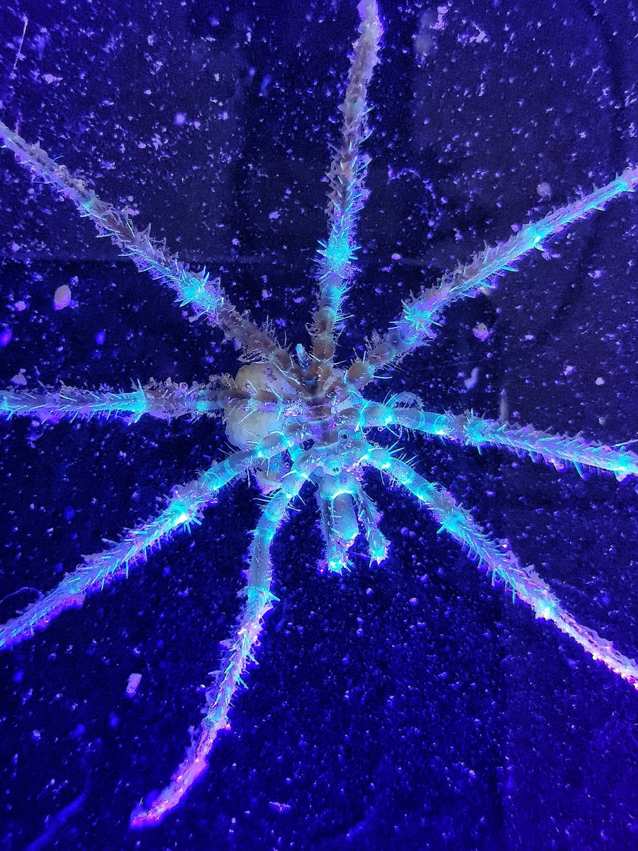morroghmax's tweet image. A few #seaspider beauties from our test of the Agassiz trawl. A couple of Nymphon species and an Austropallene.
Phpotographing them under UV light to check for any biofluorescence.
Next trawl is 5.5km deep, really looking forward to seeing what we discover 
#SDAScience