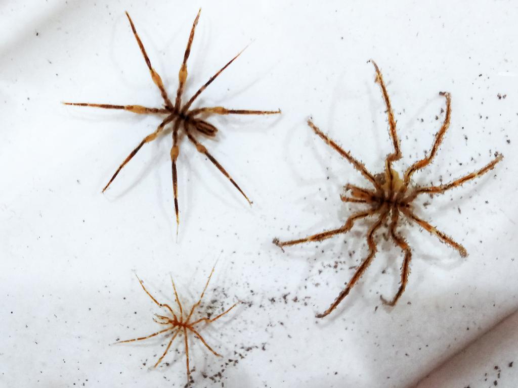 morroghmax's tweet image. A few #seaspider beauties from our test of the Agassiz trawl. A couple of Nymphon species and an Austropallene.
Phpotographing them under UV light to check for any biofluorescence.
Next trawl is 5.5km deep, really looking forward to seeing what we discover 
#SDAScience
