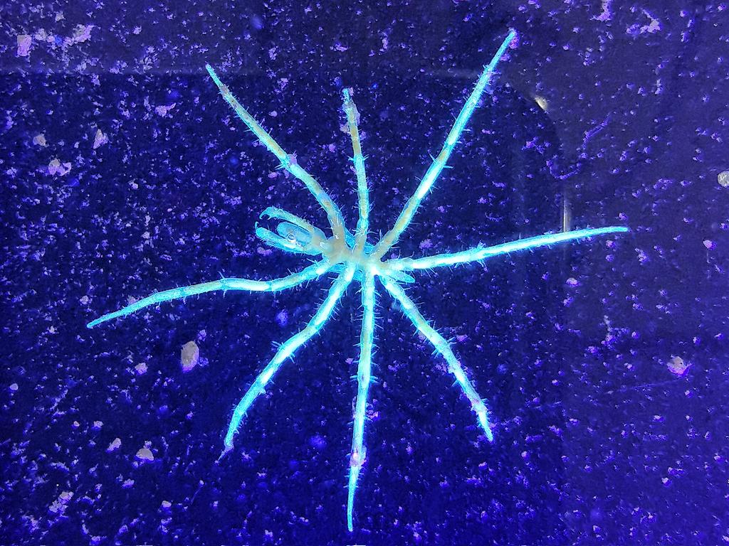 morroghmax's tweet image. A few #seaspider beauties from our test of the Agassiz trawl. A couple of Nymphon species and an Austropallene.
Phpotographing them under UV light to check for any biofluorescence.
Next trawl is 5.5km deep, really looking forward to seeing what we discover 
#SDAScience