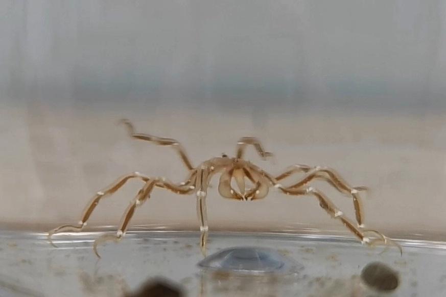 morroghmax's tweet image. A few #seaspider beauties from our test of the Agassiz trawl. A couple of Nymphon species and an Austropallene.
Phpotographing them under UV light to check for any biofluorescence.
Next trawl is 5.5km deep, really looking forward to seeing what we discover 
#SDAScience
