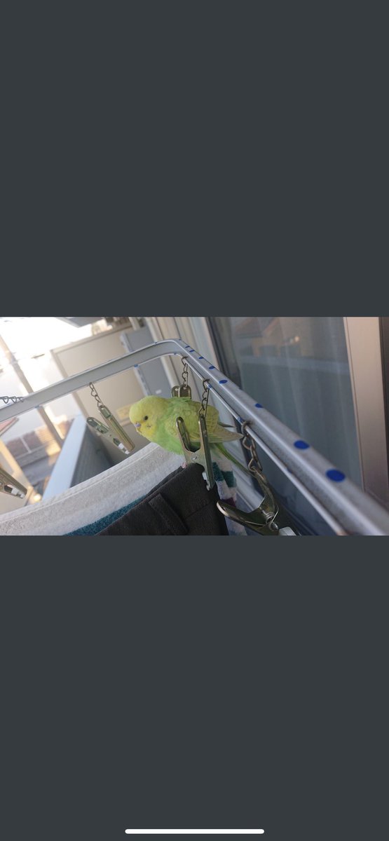 ez_xfk's tweet photo. 茨城県にでピピに似ているなどの情報がありました．茨城県に住んでいる人は少しでも良いので探すのを協力してくれたら感謝します🥲
よろしくお願いします🤲 https://t.co/HGBvmvqL7x