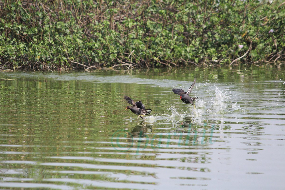 drbhagyeshshah's tweet image. #TwotoTango by #IndiAves Gravity defying chase like in Chinese Movies.#natgeowildlife #discovery
#BBCWildlifePOTD @SanctuaryAsia @NatureIn_Focus #TwitterNatureCommunity #TwitterNaturePhotography #birds
#EarlyBird @WeNaturalists #birding @GujaratTourism