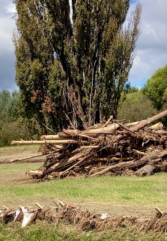 Not uncommon to see 4m high piles of slash nestled up against trees and buildings 💔 and everywhere there’s decimated productive land on or close to harvest: Grapes. Kiwi fruit. Apples. Pears. Onions. Pumpkins.. #CycloneGabrielle